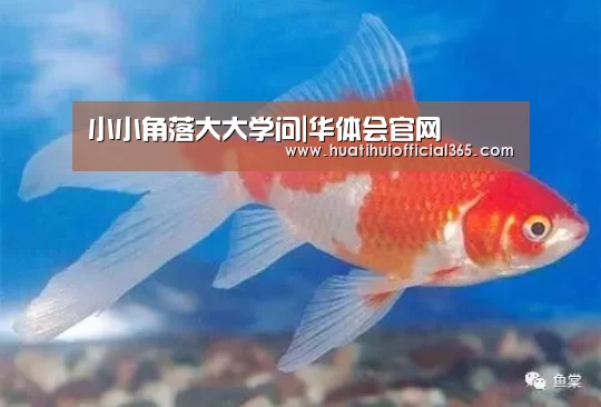 小小角落大大学问|华体会官网(图1) 华体会赛程