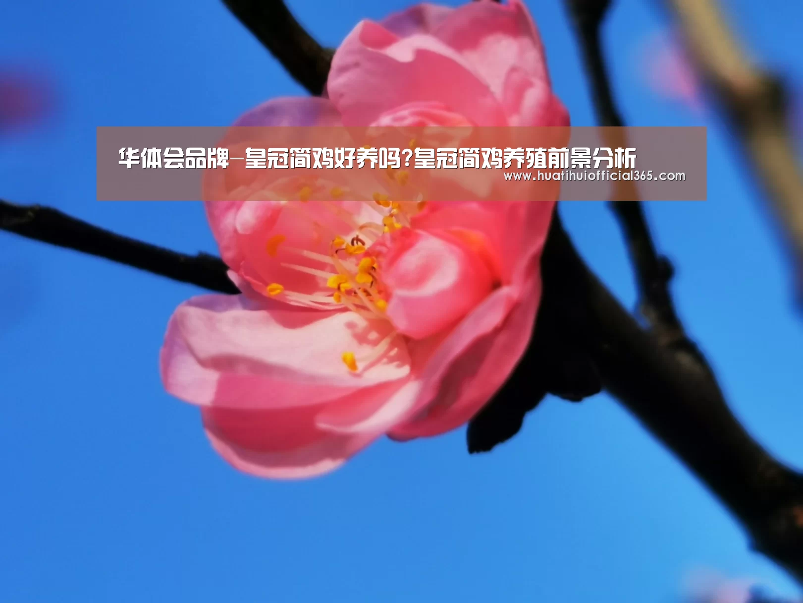 华体会品牌-皇冠简鸡好养吗?皇冠简鸡养殖前景分析(图1) 华体会官网